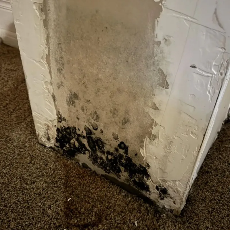 Professional Mold Removal in Iberia Parish, LA